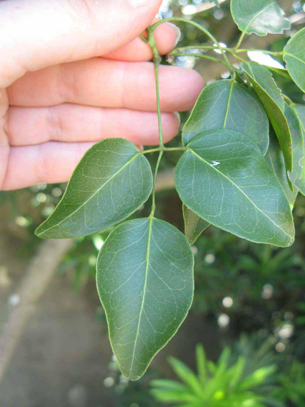              Trifoliolate leaf (Winter Haven, FL)       